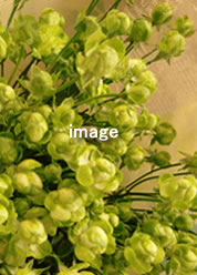 エクレールの花束